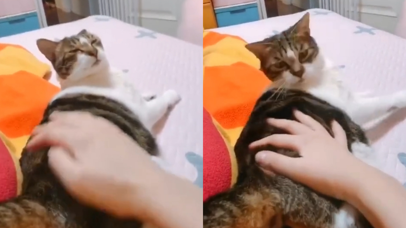 逆向撸猫,你猜猫会有什么反应?