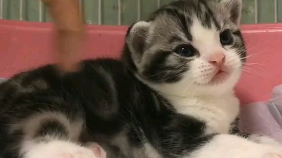小奶猫,你长的这么萌你知道吗