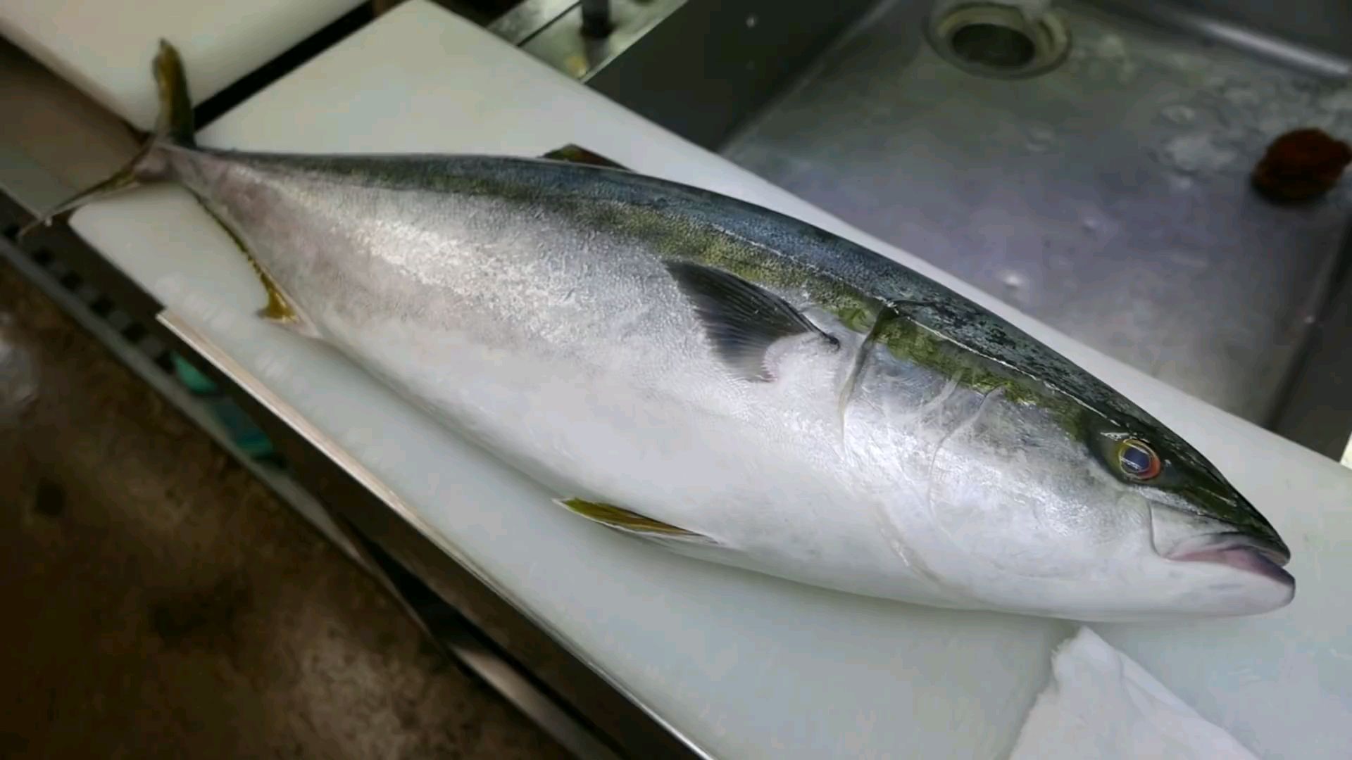 日本美食-黄条鰤生鱼片 红烧鱼 日本金泽海鲜