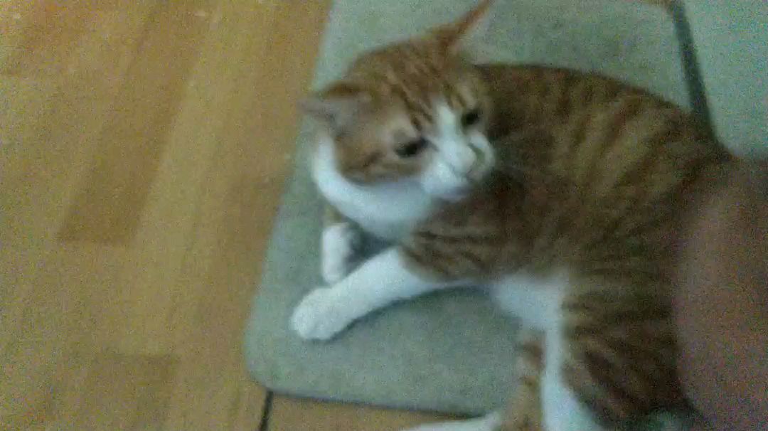 这只猫,我已经喂你三天了,你怎么还对我这么凶?你是不是发情了?