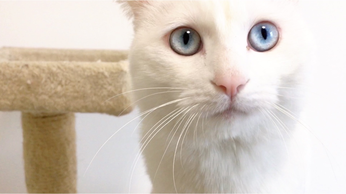 路边捡来的田园白猫,长大后竟变成小仙女似的.