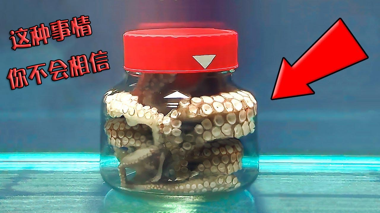 4种超聪明的动物