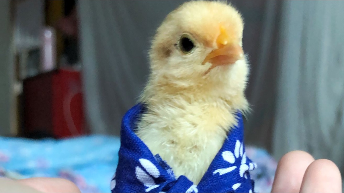 宠物鸡「静静」日常,忘记跟大家说啦,我们静静开始下蛋啦