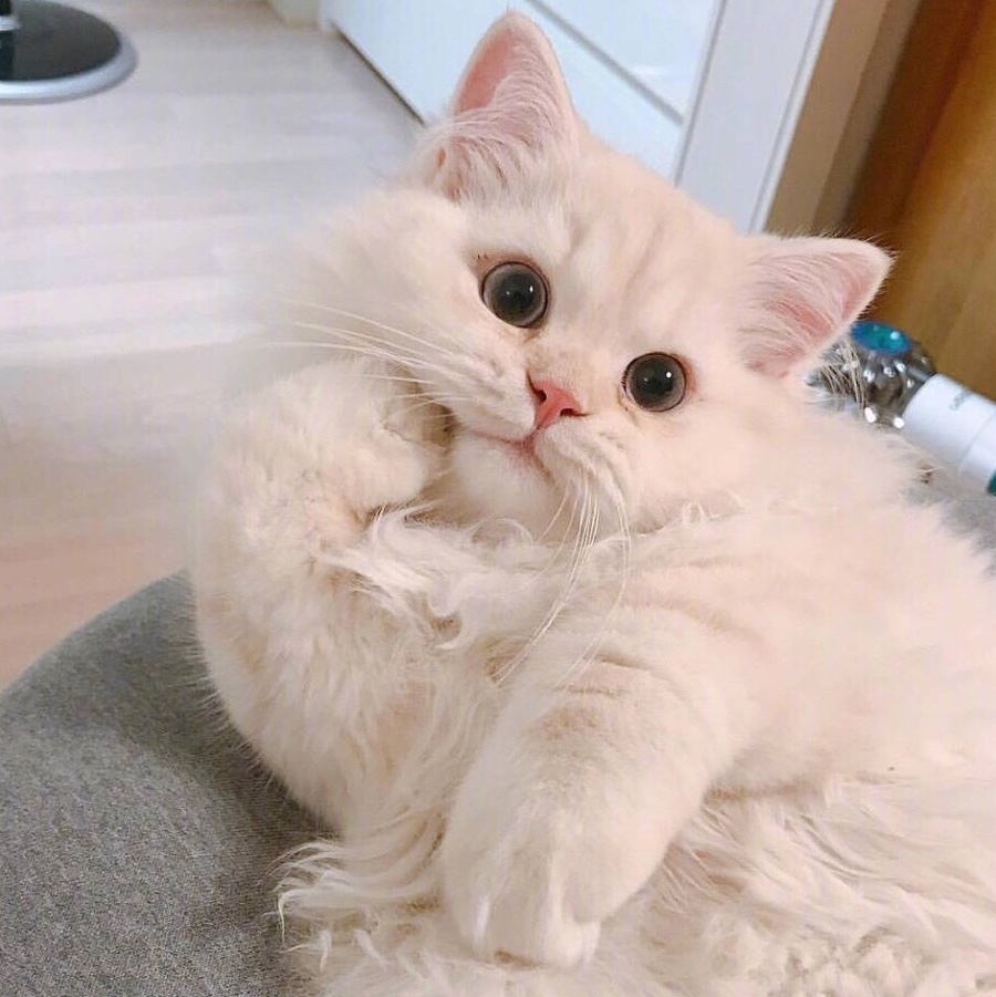 【中字】2016奥运会里约不想让世界看到@阿尔法小分队