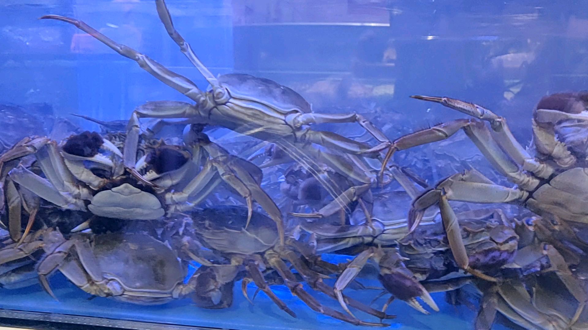 螃蟹大闸蟹超市里的大螃蟹