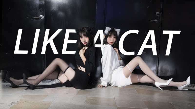 性感火辣黑丝白丝小野猫♡AOA-猫步轻俏♡喵~做你的专属猫咪【超A新生计划】