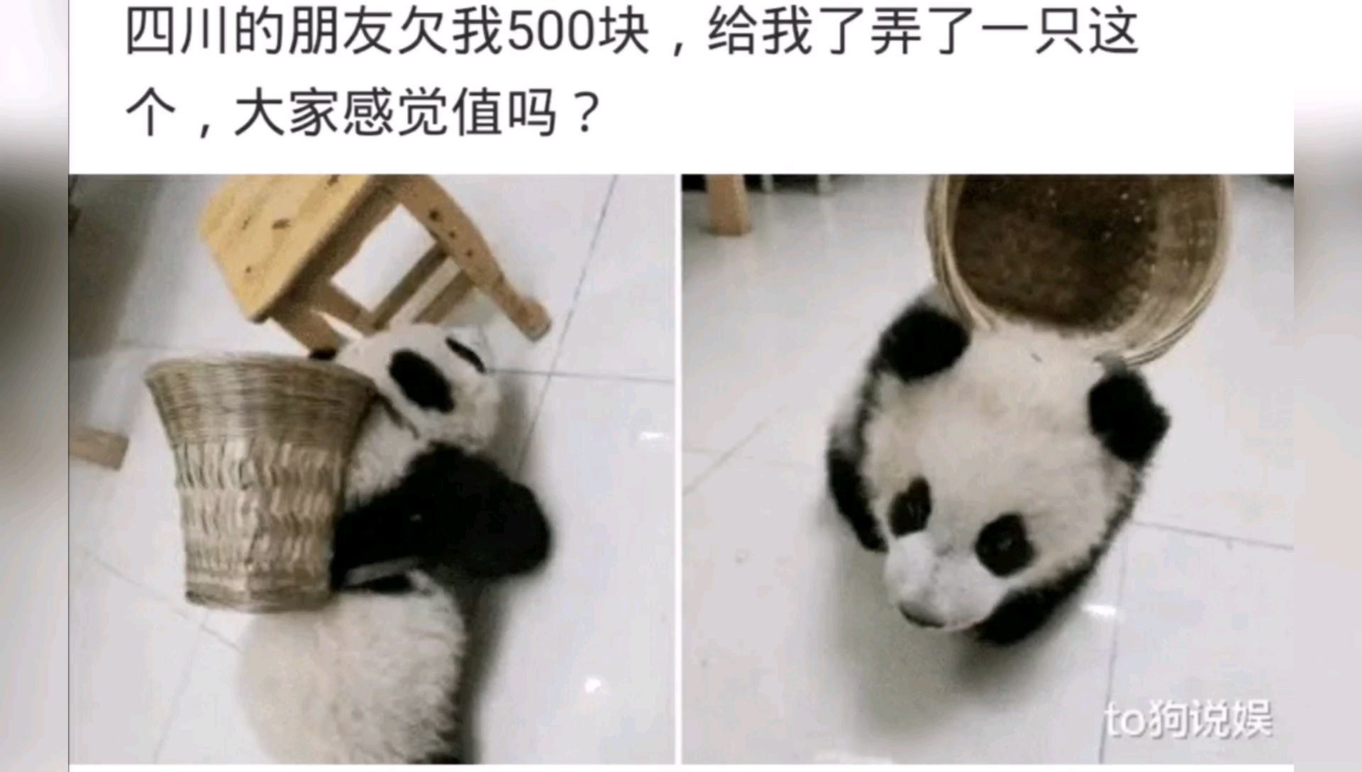 朋友欠我500块,给我弄了一只这个,大家觉得值吗?
