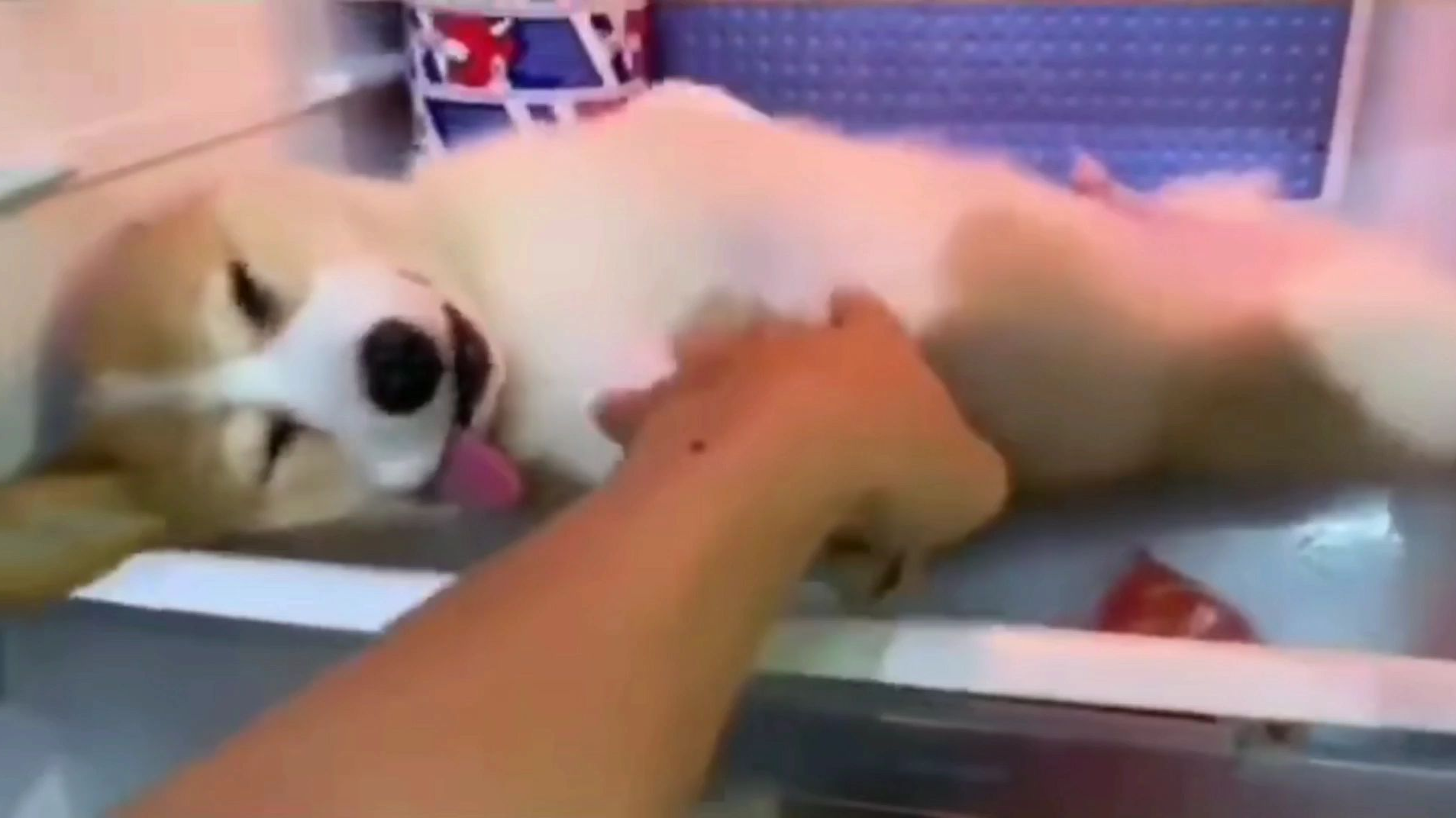 狗……狗冻西