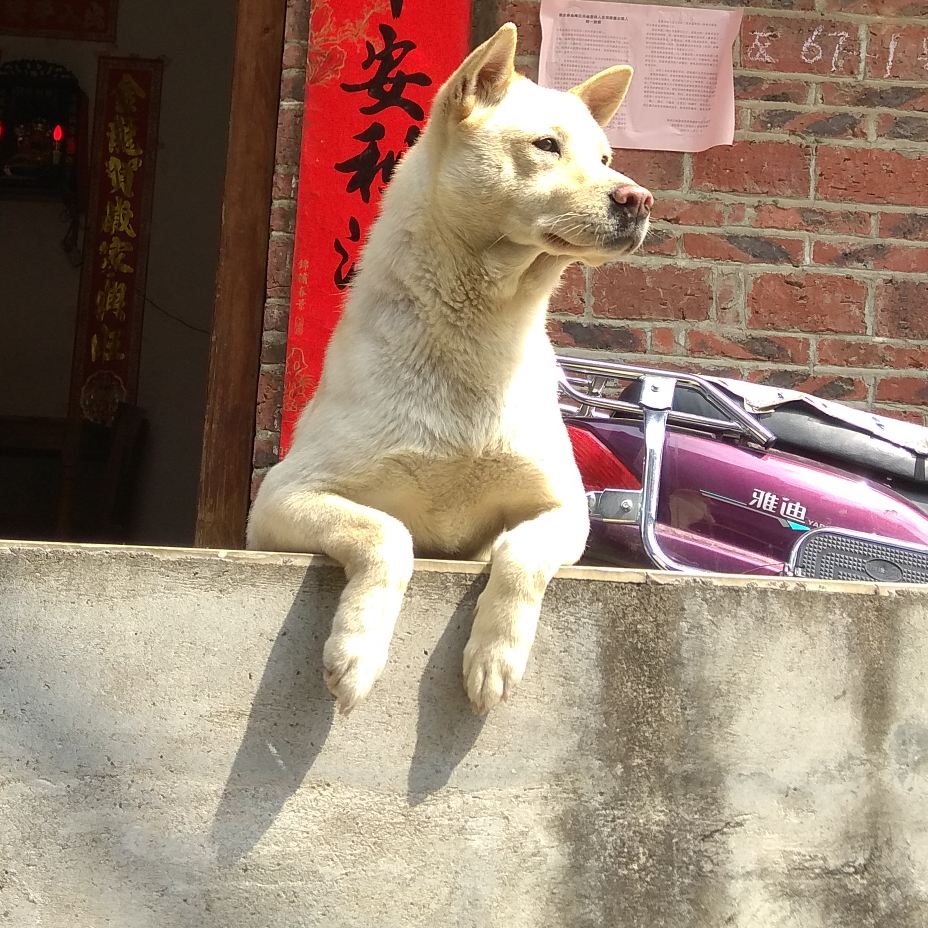 头像