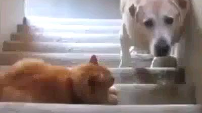 贱狗贱猫系列