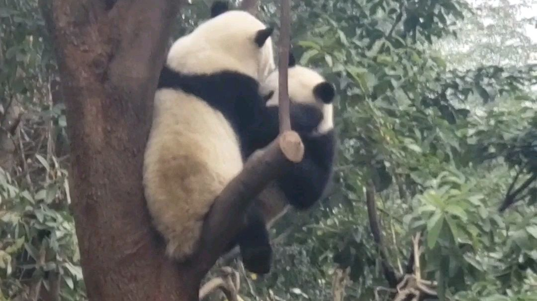 战火为谁而燃 树叶为何而落