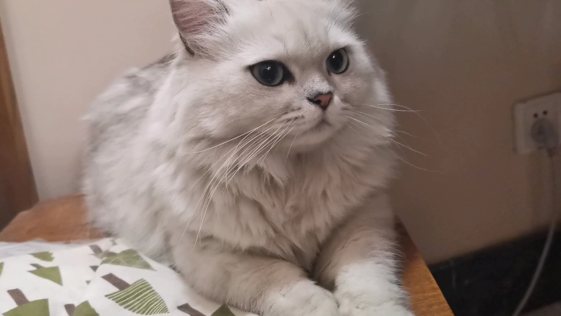 米糊】整理完胸毛的猫猫还是挺好看的