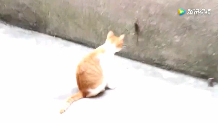 老鼠急了也会爬墙
