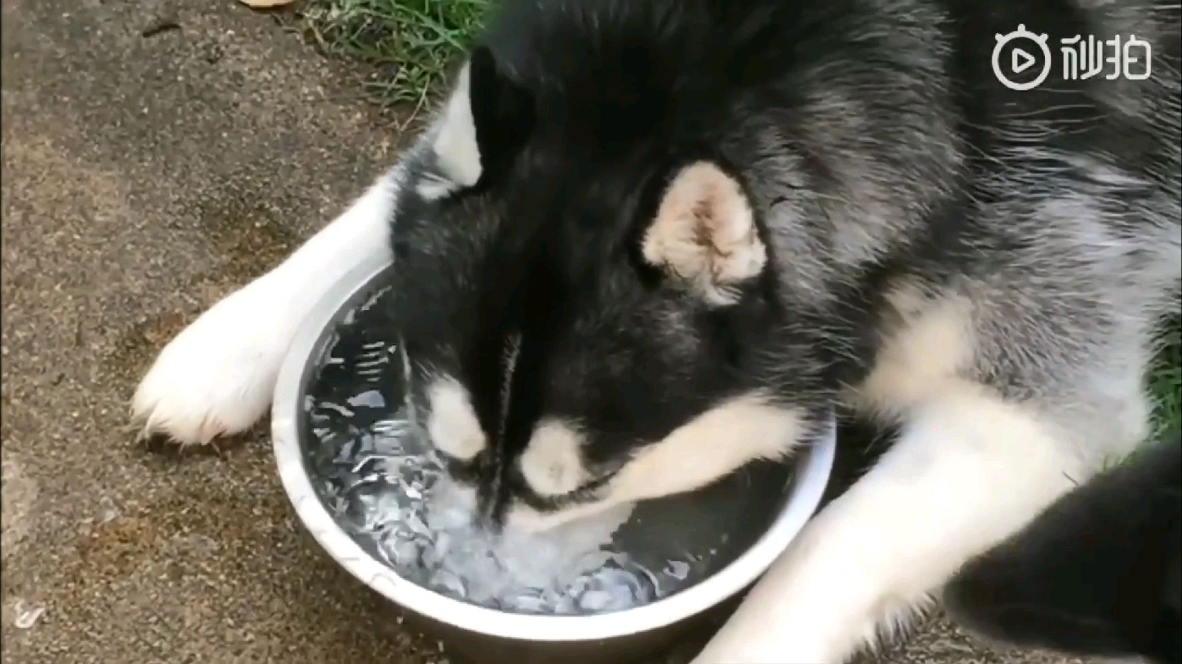 哈士鱼