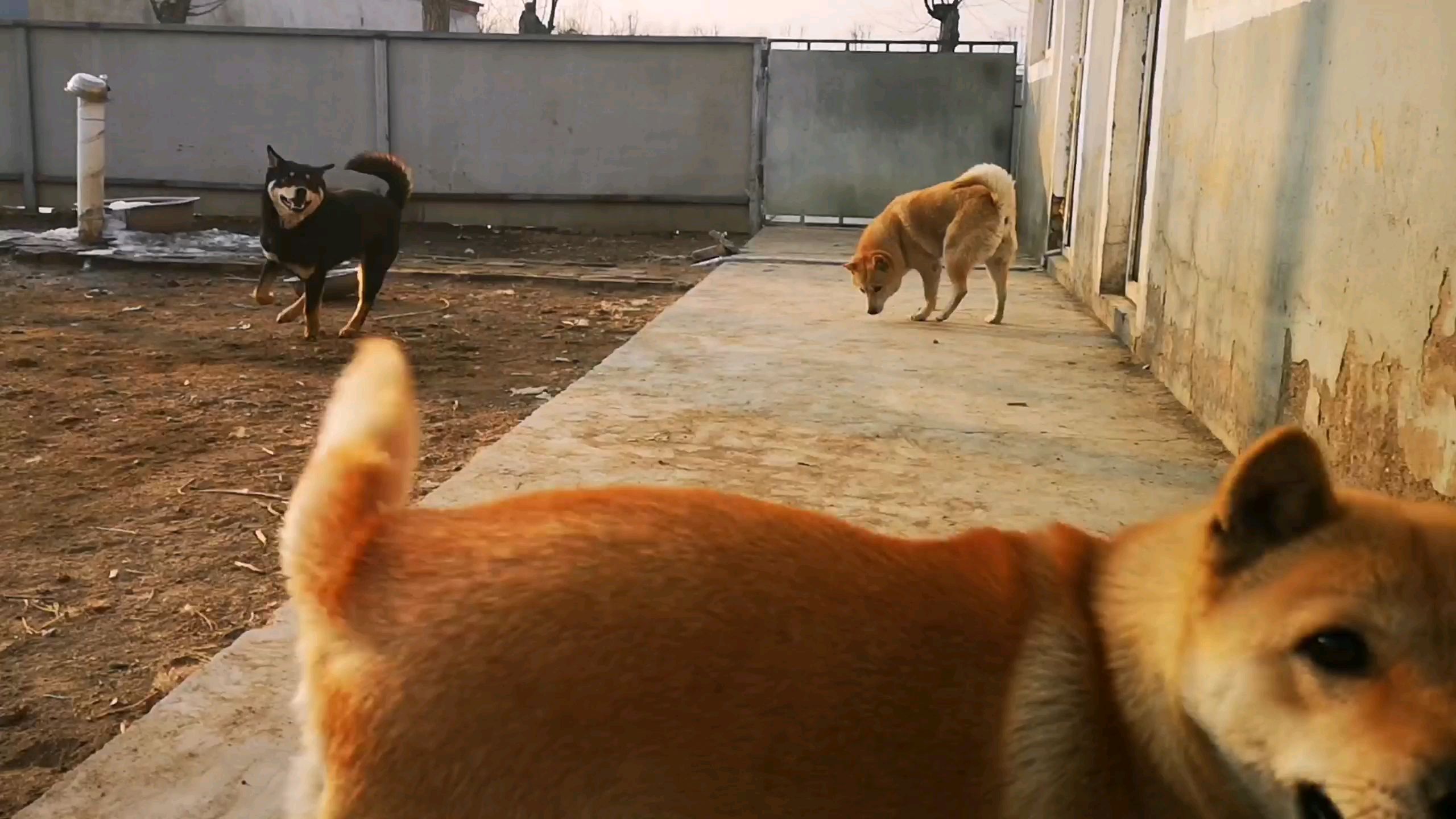 中華田園犬大黃爭寵,幹掉其它對手