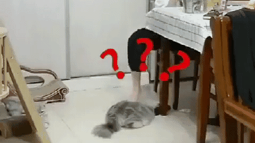猫:人类,我一定是对你们太纵容了...