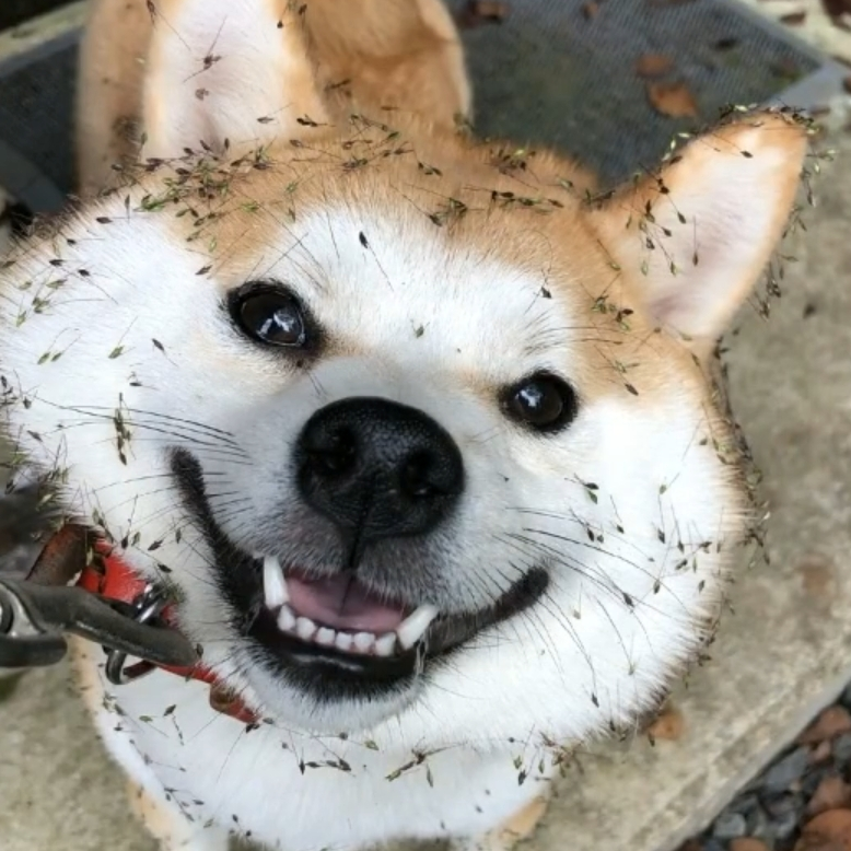厨师长教你:"冬瓜酥肉汤"的创新做法,肉质酥软,汤鲜味美!