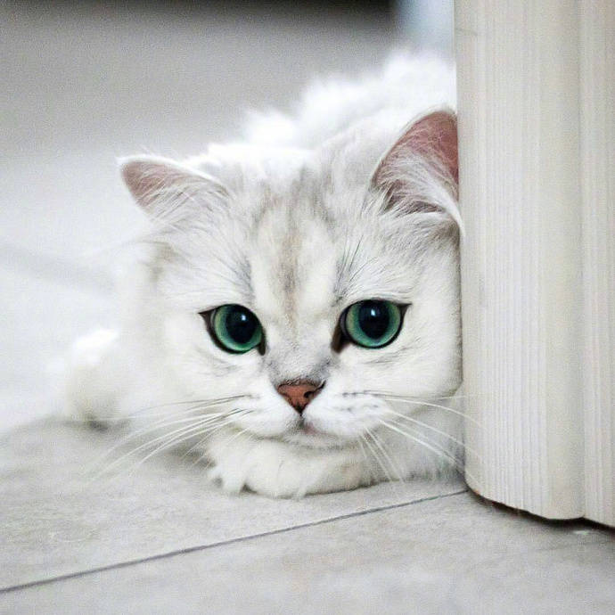 【溟雨】猫步轻俏like a cat喜欢我的小尾巴嘛qaq