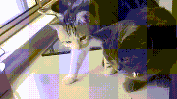 猫:我们俩当时害怕极了