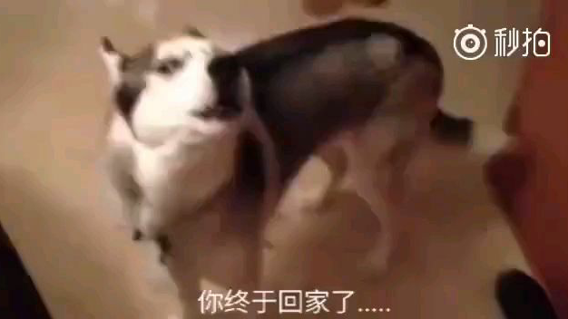 闯祸的二哈,狡辩的如此正义凛然,真是醉了