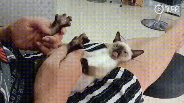 这只猫被打开了奇怪的开关 终于是要开始变了吗