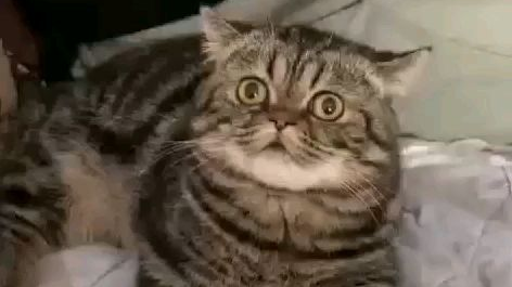 猫:啊!这突如其来的舒适感到底是怎么一回事?