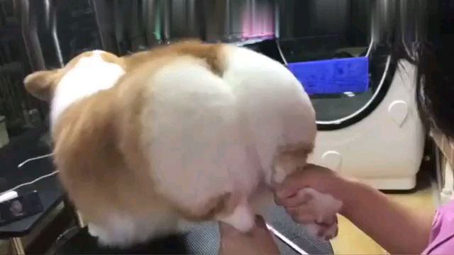 当你抓住柯基的双腿
