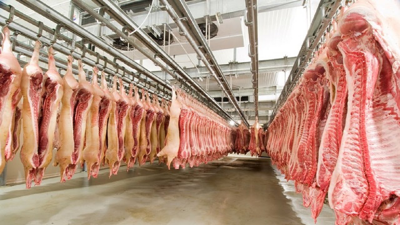 小香猪肉：新食材掀起饮食界新浪潮