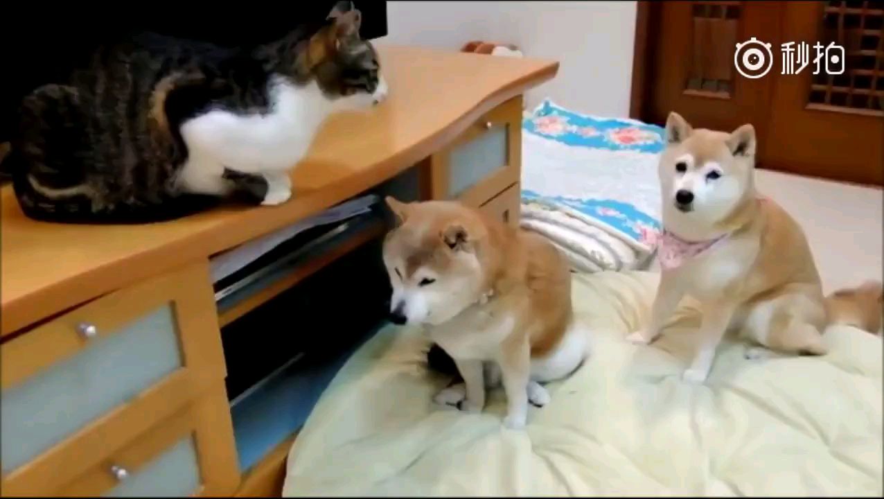 什么叫做狗怂,这只柴犬就是典型!