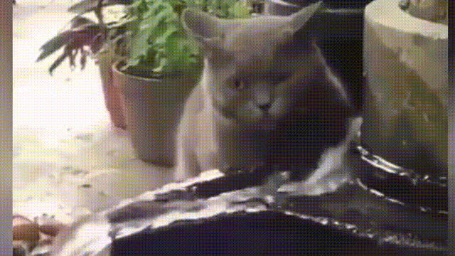 【动物迷惑行为】十猫九傻,还有一只特别傻