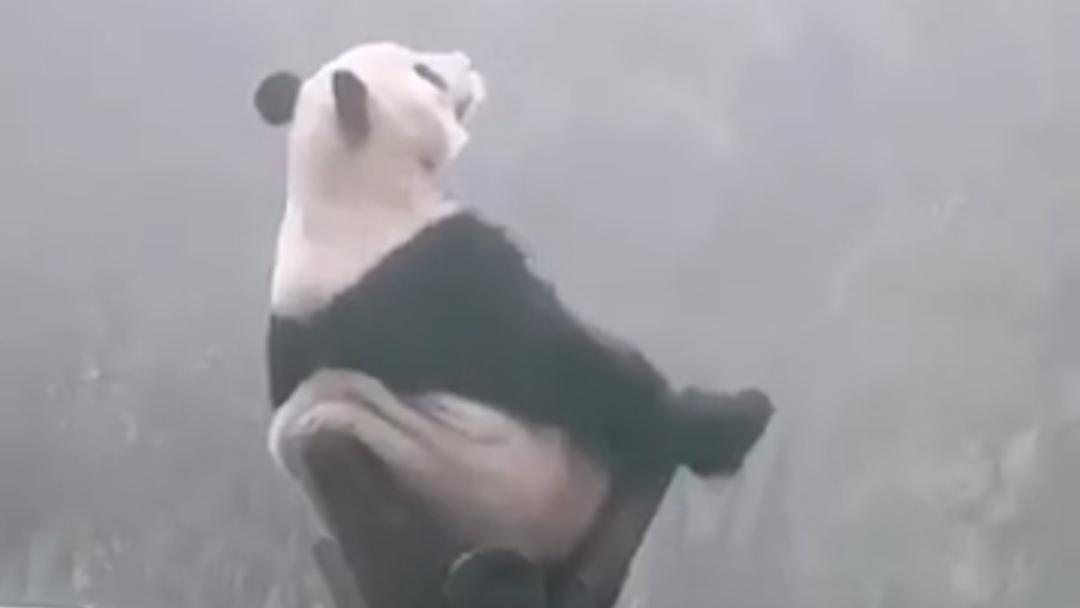 【动物迷惑行为】生活就是这样,别人以为你在那儿玩呢,很羡慕 其实,是下不来了