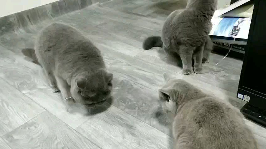 电力猫4