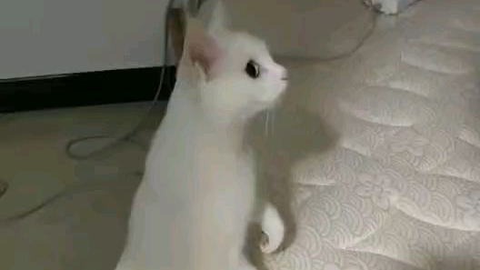 震惊猫咪竟然看见了那种东西
