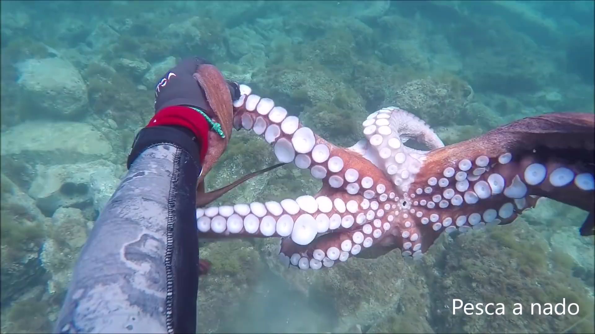 实拍:海底里捕捉大鱿鱼