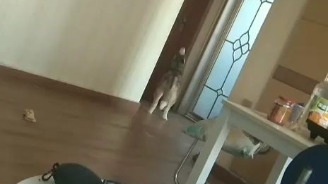 二哈叫声