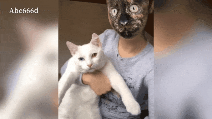 可爱猫咪合集——我是像人的猫,你是像人的狗