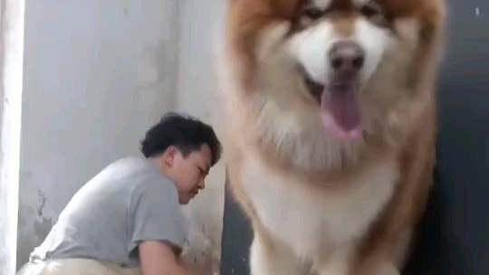这么大一只我也想要!!