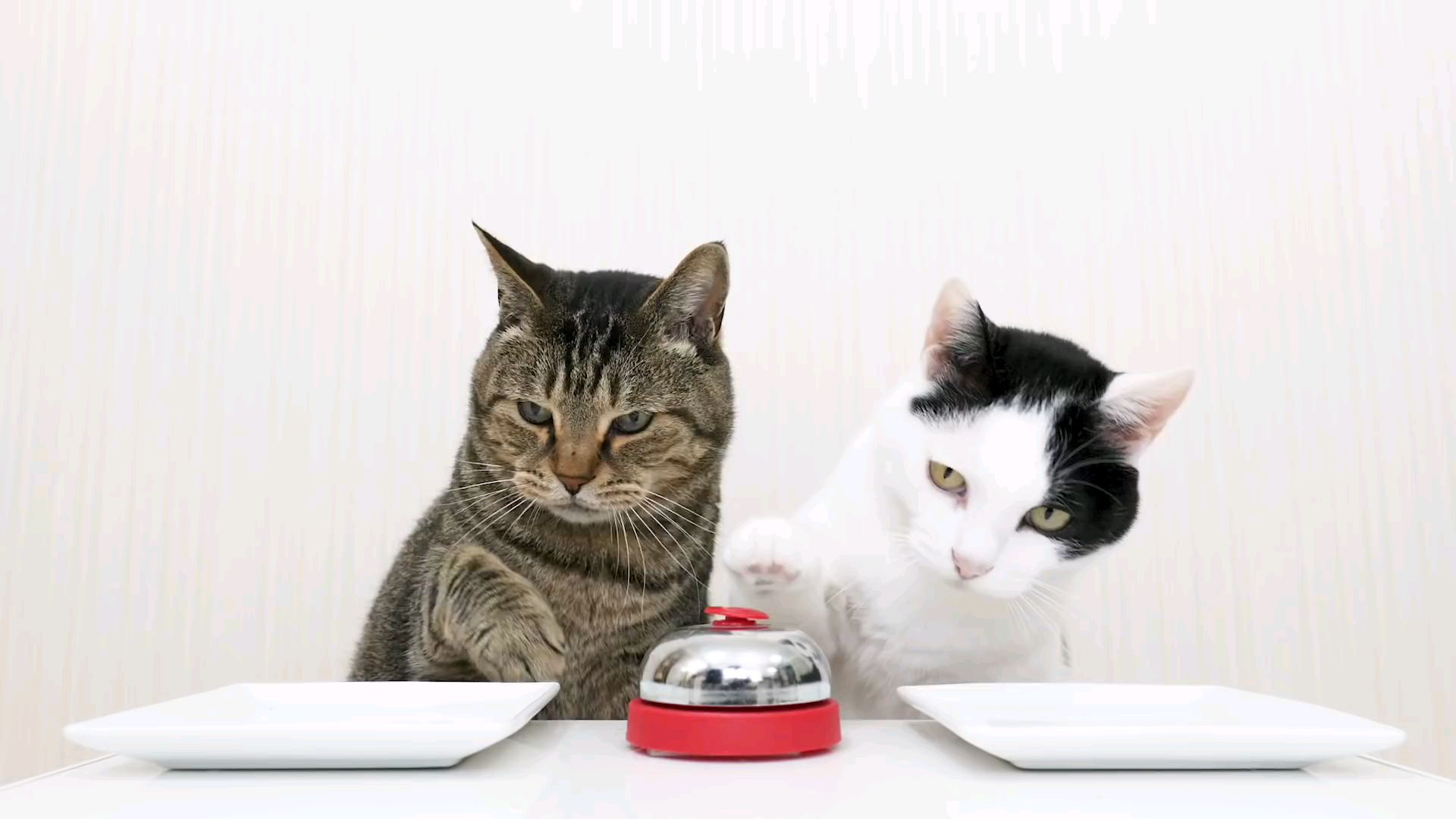 猫和门铃