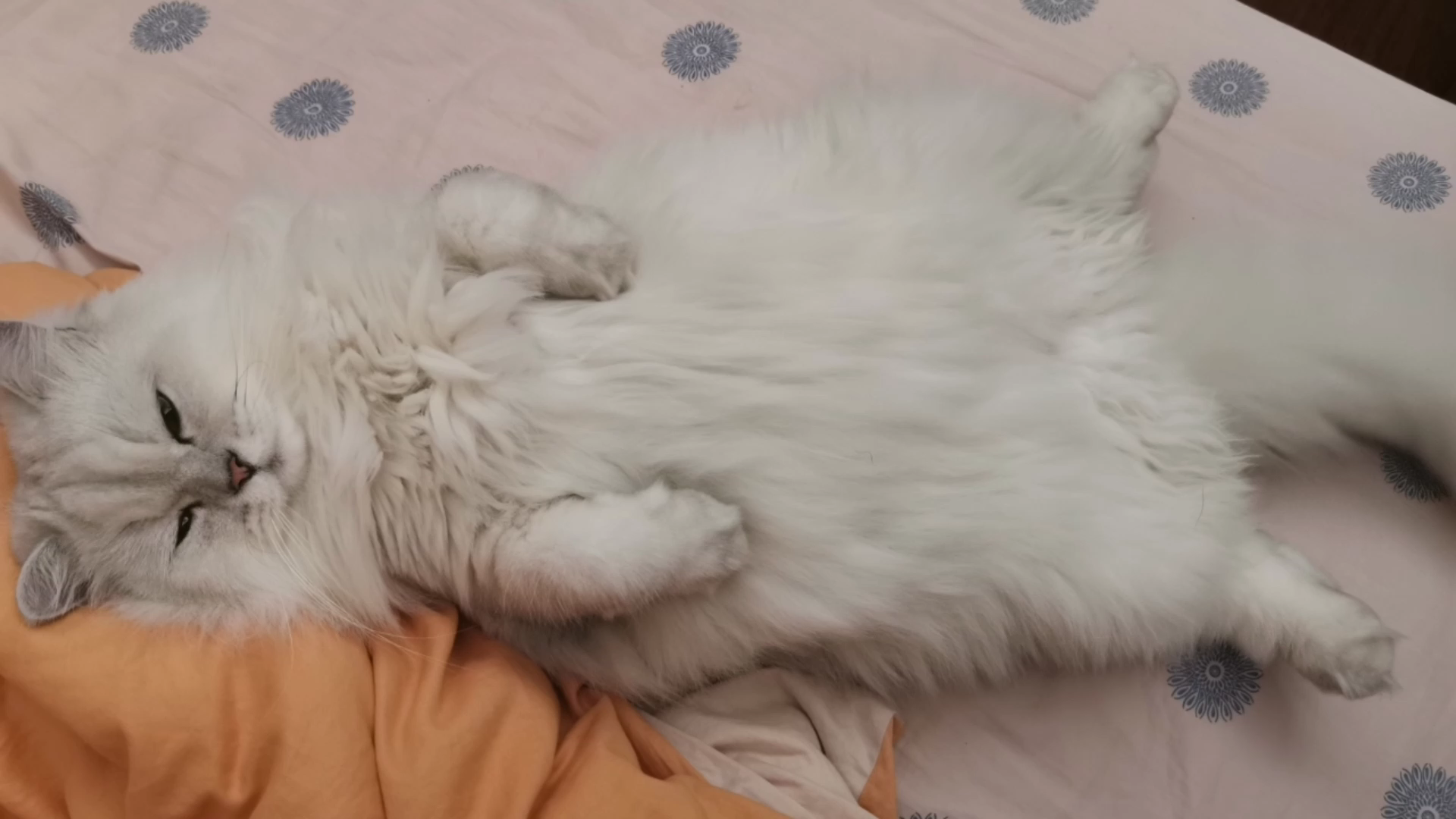 【米糊】给摸肚肚的猫猫