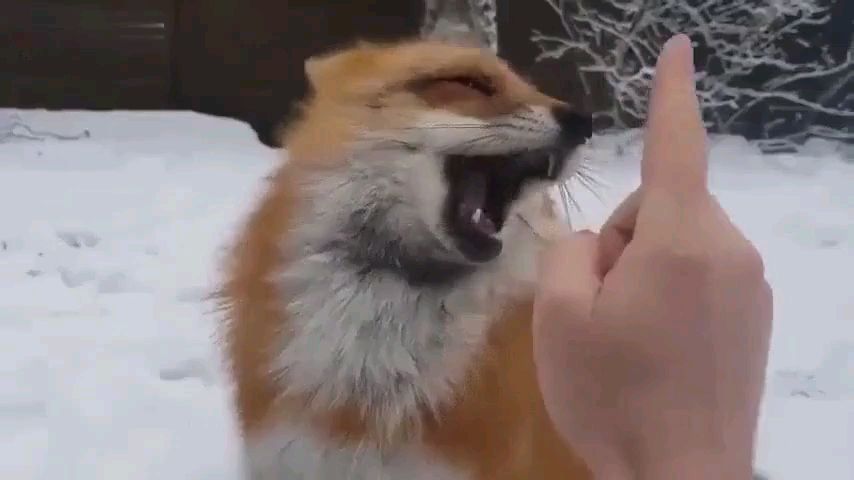 小狐狸