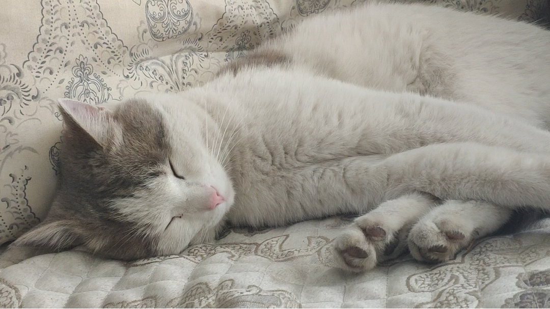 当你撸完猫以后。。。