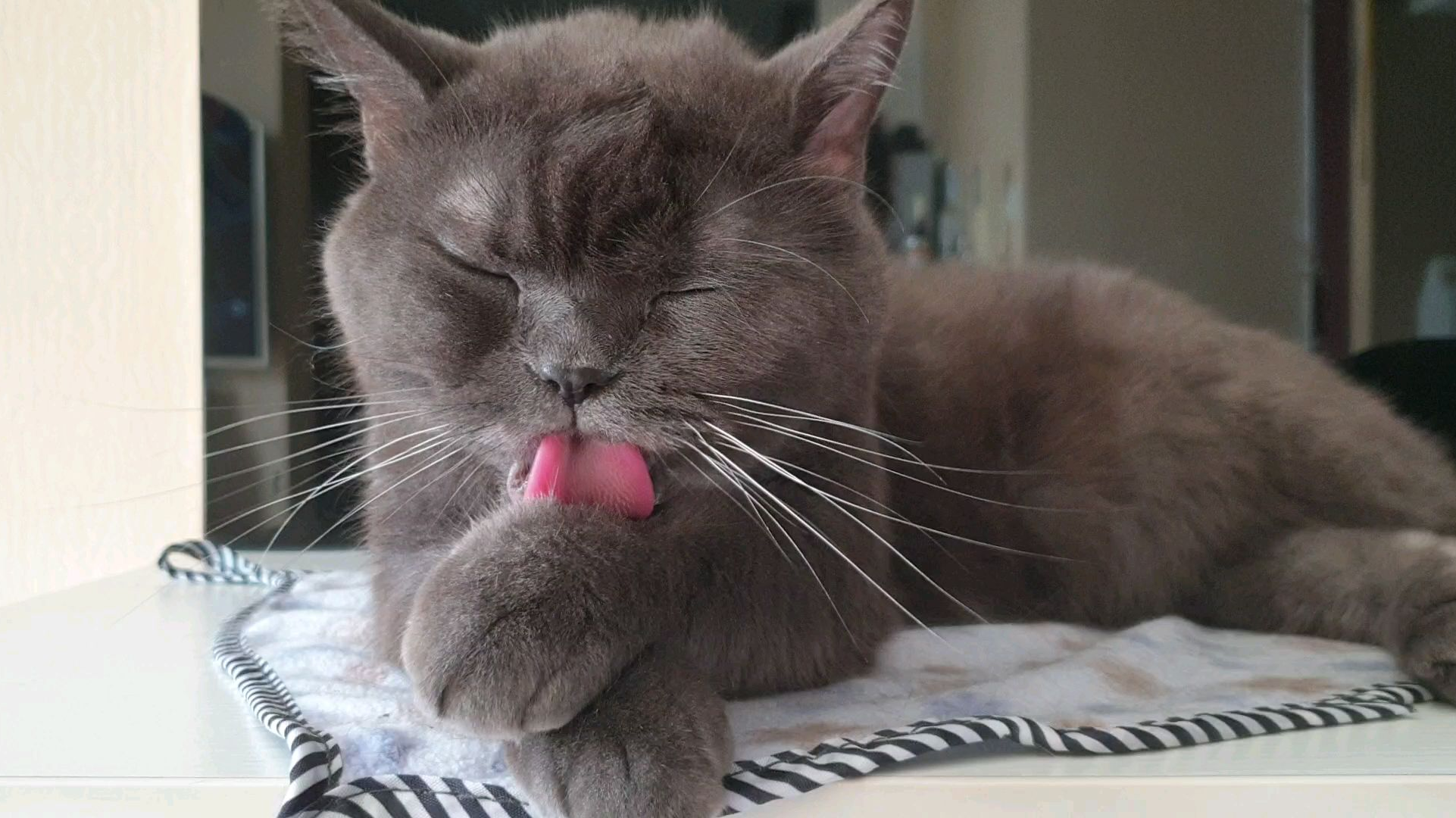 猫和人总要疯一个