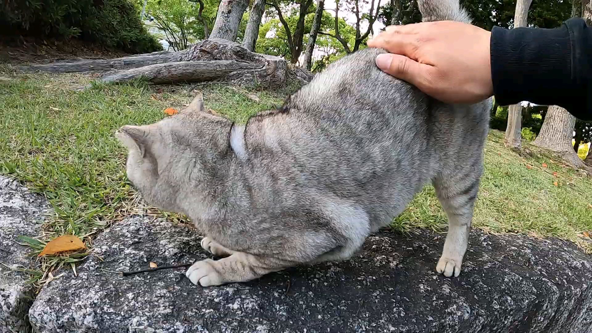 真是一只爱被打屁屁的猫猫