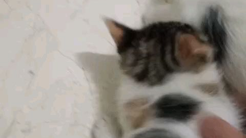 阔爱的小屁屁