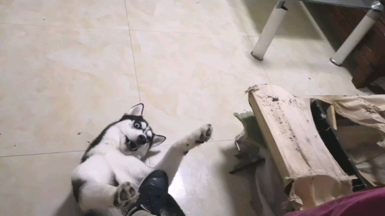 哈士奇:没错,这家是我拆的!就喜欢你看不惯我又干不掉我的样子!