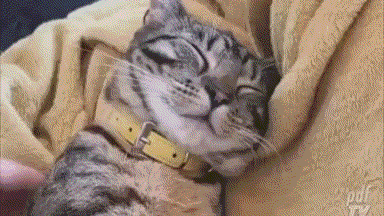 一旦猫在你身上躺好了,就不能再动了哦!