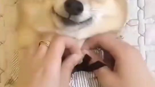 狗子:我不干净了