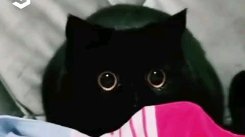 黑猫