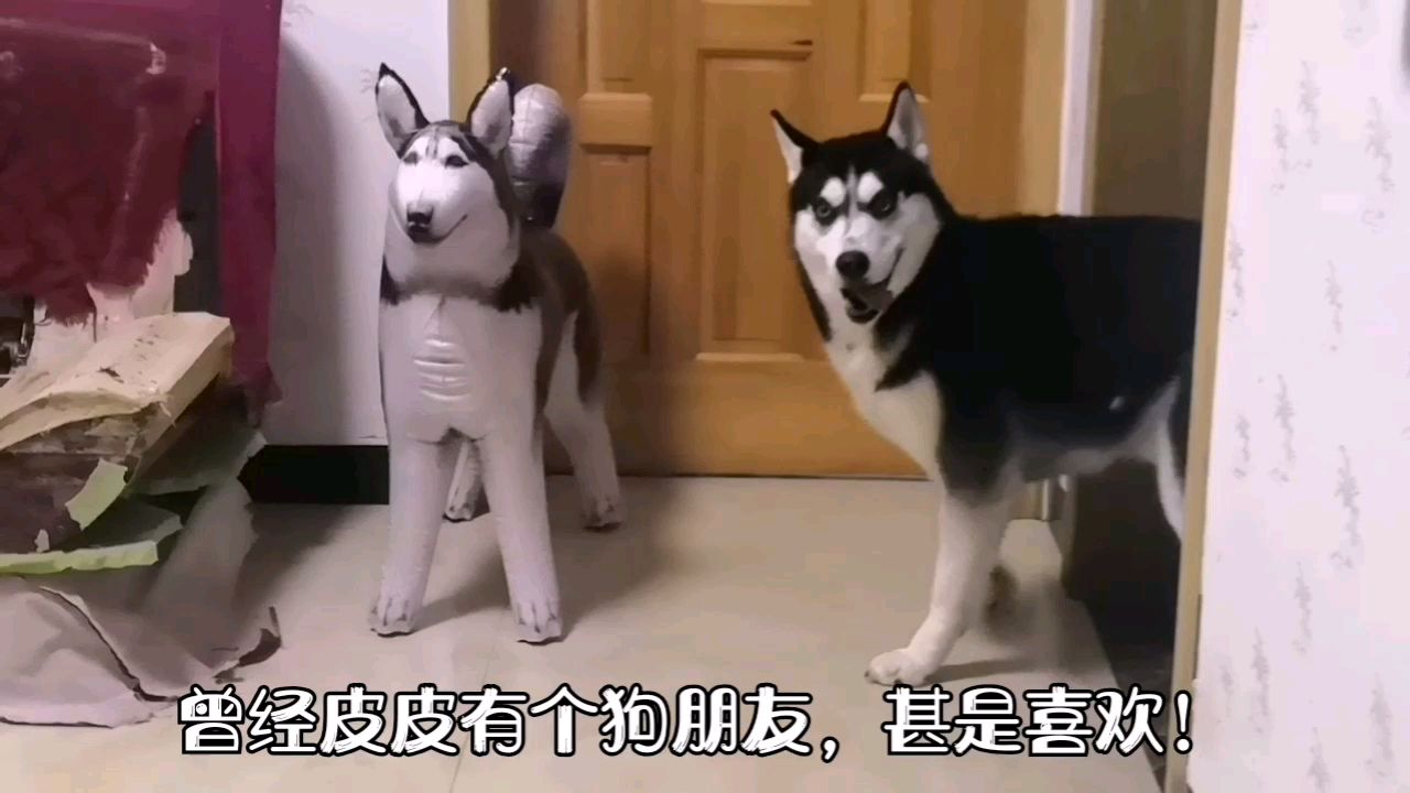 哈士奇:我就是无情的拆家机器!疯起来连女朋友都拆的那种!