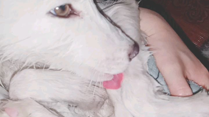 洗完澡后手无缚鸡之力的小狐狸